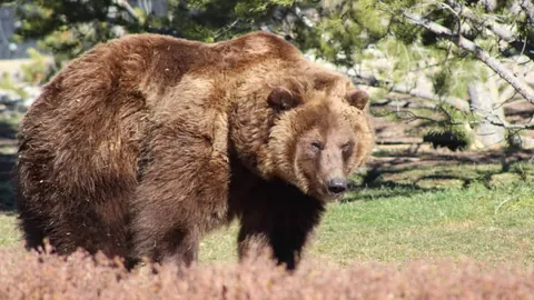 国青U20晋级世青赛，泰山七子显神威